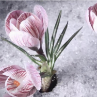 圖片1 (Demo) (Demo) 圖片1 (Demo) (Demo)